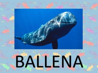 BALLENA
 
