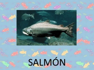 SALMÓN
 