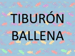 TIBURÓN
BALLENA
 