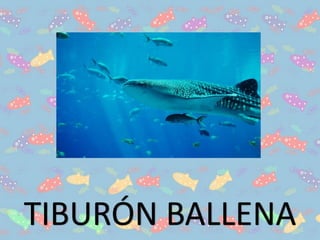 TIBURÓN BALLENA
 
