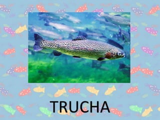TRUCHA
 