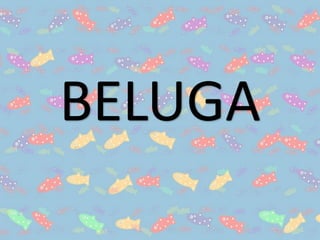 BELUGA
 