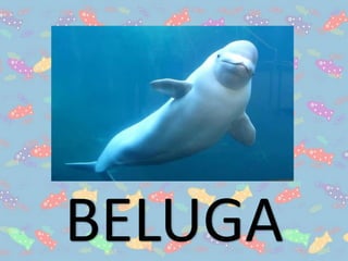 BELUGA
 