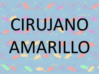 CIRUJANO
AMARILLO
 