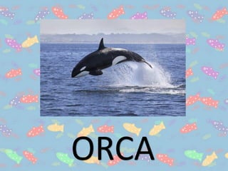 ORCA
 