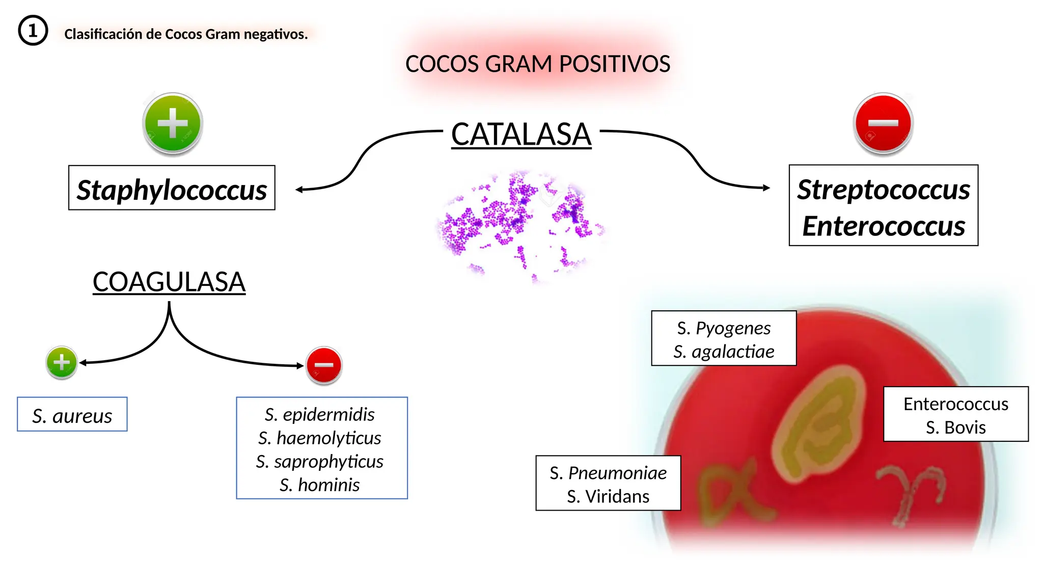 Lectura del Antibiograma en Gram Positivos.pptx