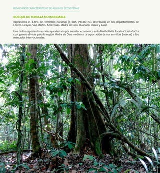 Fotografía:
José
Álvarez
Representa el 3.71% del territorio nacional (4 805 993.00 ha), distribuido en los departamentos de
Loreto, Ucayali, San Martín, Amazonas, Madre de Dios, Huánuco, Pasco y Junín.
Una de las especies forestales que destaca por su valor económico es la Bertholletia Excelsa “castaña”, la
cual genera divisas para la región Madre de Dios mediante la exportación de sus semillas (nueces) a los
mercados internacionales.
BOSQUE DE TERRAZA NO INUNDABLE
RESALTANDO CARACTERÍSTICAS DE ALGUNOS ECOSISTEMAS
15
 