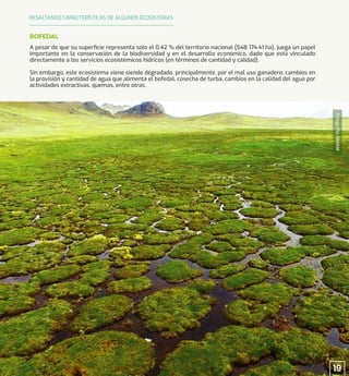 Fotografía:
MINAM
A pesar de que su superﬁcie representa solo el 0.42 % del territorio nacional (548 174.41 ha), juega un papel
importante en la conservación de la biodiversidad y en el desarrollo económico, dado que está vinculado
directamente a los servicios ecosistémicos hídricos (en términos de cantidad y calidad).
Sin embargo, este ecosistema viene siendo degradado, principalmente, por el mal uso ganadero, cambios en
la provisión y cantidad de agua que alimenta el bofedal, cosecha de turba, cambios en la calidad del agua por
actividades extractivas, quemas, entre otras.
BOFEDAL
RESALTANDO CARACTERÍSTICAS DE ALGUNOS ECOSISTEMAS
19
 