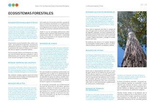 La Biodiversidad en Cifras
Sexto Informe Nacional Sobre Diversidad Biológica
20 21
ECOSISTEMAS FORESTALES
BOSQUESESTACIONALMENTESECOS
Tienen clima semiárido con precipitación
estacional y escasa y con vegetación leñosa. Se
encuentran en la costa y en las estribaciones
andinas de Piura, Tumbes y Lambayeque, con
fragmentos en San Martín y en los valles de
los ríos Marañón, Mantaro y Apurímac. Se di-
viden en cinco: BES oriental, BES interandino,
BES de llanura, BES ribereño y BES de colina y
montaña.
Proporcionan recursos forestales: leña, carbón y sus
frutos –principalmente la algarroba– son fuente de
alimentación humana y de ganado. Intervienen en
la prevención del avance de dunas y en el control
del clima al capturar y almacenar carbono.
Son amenazados debido a la fertilidad de sus suelos,
que atrae actividades agrícolas y ganaderas, y por la
deforestación para de carbón. Falta la creación de
áreas naturales protegidas en estas zonas.
BOSQUE TROPICAL DEL PACÍFICO
Ecosistema subhúmedo denso y mayormente
perennifolio. Se encuentra solo en Tumbes en
dos áreas protegidas: la Reserva Nacional de
Tumbes y el Parque Nacional Cerros de Amotape.
Este ambiente contiene especies únicas en el Perú,
como el mono coto de Tumbes y el machín blanco. Es
un ecosistema muy poco estudiado.
BOSQUES RELICTOS
Son tres: bosque relicto altoandino, con árbo-
les de queñoa (Polylepis spp.) y ubicado en las
regiones andinas por encima de los 3000 m s.
n. m.; bosque relicto de vertiente occidental,
se encuentra al norte del país y entre los 1400
y 3000 m s. n. m.; y bosque relicto mesoandi-
no, se sitúa en el centro y sur del país entre los
2000 y 3500 m s. n. m., con especies leñosas.
Son usados por sus recursos para leña y ganadería.
Estos ecosistemas intervienen en la regulación del
clima y, al estar sobre pendientes, son importantes
en la regulación de la erosión. Se encuentran ame-
nazados por procesos acelerados de deforestación.
Desde el 2014, las principales publicaciones sobre
bosques relictos peruanos han aumentado nuestro
conocimiento sobre su composición y diversidad
de flora, principalmente en las regiones de Áncash,
Lima, Piura y Cajamarca.
BOSQUES DE YUNGA
Son ecosistemas forestales montanos ubicados
a lo largo de los Andes, en su vertiente oriental,
y varían en composición florística y condicio-
nes ambientales, por lo que se consideran tres
tipos: bosque basimontano, ubicado entre los
600 y 1800 m s. n. m.y contiene árboles altos
de 25-35 m, entre los que destacan los géneros
Inga, Eschweilera y Ficus; bosque montano,
ubicado entre los 1800 y 2500 m s. n. m.y se
caracteriza por árboles de los géneros Podo-
carpus, Retrophyllum y Prumnopitys; y bosque
altimontano de yunga, situado entre los 2500
y 3800 m s. n. m., donde destacan los géneros
Weinmannia, Clusia, Polylepis y Miconia.
Por estar situados en pendientes pronunciadas, son
importantes por su papel en el mantenimiento de
suelos y regulación de recursos hídricos, además por
su capacidad de captura de carbono. También man-
tienen una mayor biodiversidad y nivel de endemis-
mos, encontrándose todos los años un alto número
de nuevas especies en esos ambientes.
Se encuentran amenazados por la deforestación
derivada del desarrollo de actividades agrícolas,
ganaderas y mineras. Un total de 45 709 km2 ya se
han perdido por deforestación y, de los 143 851 km2
que quedan, el 27,2 % tiene una probabilidad alta
de deforestación. Además, el 85 % de estos bos-
ques más vulnerables (33 265 km2) se encuentra
fuera de áreas protegidas.
BOSQUES ALUVIALES INUNDABLES
Son humedales de dos tipos: de agua blanca
(várzea), que tienen aguas turbias que nacen
en las cordilleras y en el piedemonte andi-
no, y de agua negra (igapó), que se origina en
terrenos bajos del llano amazónico, es ácida y
contiene sustancias húmicas.Ambos se distri-
buyen en la selva baja.
Sirven para la regulación del clima, la calidad del
aire y del agua y por su oferta de productos foresta-
les vegetales y animales. Las tierras inundables pro-
porcionan terrenos fértiles para el cultivo estacional
de ciertos productos,como arroz,maní,yuca,tomate
y sandía y lugares para peces y tortugas en estadío
juvenil, entre otros.
Su problema más latente es el cambio climático.
Sus principales estudios giran en torno a la diver-
sidad de plantas, primates, escarabajos y anfibios.
BOSQUES DE COLINA
Son bosques amazónicos entre los 150 y los
800 m de altitud y se reconocen tres: bosque
de colina baja (20-80 m s. n. m.), bosque de co-
lina alta (80-300 m s. n. m.) y bosque de colina
de Sierra del Divisor (en Loreto y Ucayali, hasta
los 700 m s. n. m., con pendientes pronun-
ciadas y una flora particular). Se distribuyen
en Amazonas, Huánuco, Cusco, Pasco, Loreto,
Ucayali, San Martín, Junín y Madre de Dios.
Sirven para el mantenimiento del suelo y el ciclo
del agua, además de ser hábitat de una gran canti-
dad de especies vegetales y animales. La principal
amenaza es la deforestación por actividades extrac-
tivas en especial por tala selectiva y por el avance
de actividades agrícolas, ganaderas e industriales.
Hay mucha investigación sobre estos ecosistemas,
sobre todo en tesis universitarias y publicaciones
de conservación y biodiversidad.
BOSQUE DE TERRAZA
NO INUNDABLE
Es típico de selva baja, situado al este de los
Andes, no inundable por la creciente de los
ríos y con una topografía generalmente plana
o con leves ondulaciones de hasta 20 metros
de altura con respecto a los ríos. Se ubica en
Amazonas, Huánuco, Junín, Loreto, Madre de
Dios, Pasco, San Martín y Ucayali.
Es fuente de productos forestales –incluyendo ma-
dera, productos vegetales no maderables y fauna
silvestre para consumo de carne o venta comer-
cial–, regulador del clima y de la calidad del aire y
destino turístico en algunas zonas. Es lugar ideal
para el asentamiento de poblaciones indígenas.
Durante mucho tiempo se ha expuesto que la
agricultura migratoria (no la tradicional) es la ma-
yor amenaza a los bosques amazónicos peruanos.
Otras amenazas son: desarrollo de monocultivos
industriales, extracción de oro, actividad gasífera
Foto:
MINAM
Cedro (Cedrela fissilis).
 