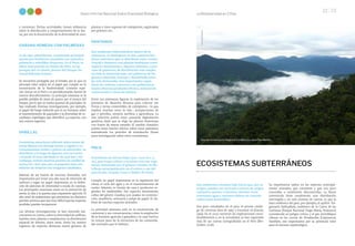 La Biodiversidad en Cifras
22 23
Sexto Informe Nacional Sobre Diversidad Biológica
y carreteras. Dichas actividades, tienen influencia
sobre la distribución y comportamiento de la fau-
na, por eso la disminución de la diversidad de aves.
SABANA HÚMEDA CON PALMERAS
Es de tipo sabaniforme, constituido principal-
mente por herbáceas asociadas con arbustos,
palmeras y arbolillos dispersos. En el Perú, se
ubica únicamente en Madre de Dios, en las
pampas del río Heath, dentro del Parque Na-
cional Bahuaja Sonene.
Se encuentra protegida por el Estado, por lo que su
principal valor radica en el papel que cumple en la
conservación de la biodiversidad. Contiene espe-
cies únicas en el Perú y es periódicamente fuente de
nuevos descubrimientos. La principal amenaza es la
posible pérdida de áreas de pastos por el avance del
bosque, por lo que se realiza quemas de pastizales. Se
han realizado diversas investigaciones; por ejemplo,
el papel del fuego inducido por el ser humano sobre
el mantenimiento de pajonales y la diversidad de es-
carabajos coprófagos que identificó 44 especies, con
seis nuevos registros.
VARILLAL
Ecosistema amazónico ubicado sobre suelos de
arena blanca con drenaje bueno a regular y ex-
tremadamente ácidos y pobres en nutrientes.Se
distribuye a lo largo de algunos ríos en Loreto
y Ucayali.El área calculada es de 4576 km2; sin
embargo,existen muchos parches de varillal de
menos de 1 km2 que,por su pequeña área,son
difíciles de detectar con imágenes satelitales.
Además de ser fuente de recursos forestales, son
importantes por tener una alta tasa de retención de
carbono y jugar un papel importante en la defini-
ción de patrones de diversidad a escala de cuencas.
Las principales amenazas están en la extracción de
arena, la tala y la quema para expansión agrícola. El
alto nivel de endemismo que presentan los distintos
parches provoca que sea muy difícil que las especies
perdidas puedan recuperarse.
Las últimas investigaciones se han centrado ma-
yormente en Loreto, sobre la diversidad de anfibios,
reptiles, aves, plantas y zooplancton, la distribución
espacial de árboles, entre otras. Entre los nuevos
registros de especies destacan nueve géneros de
plantas y trece especies de coleópteros, registrados
por primera vez.
PANTANOS
Son ambientes hidromórficos típicos de la
Amazonía. Se distinguen en dos: pantano her-
báceo arbustivo, que se distribuye entre Loreto,
Ucayali y Huánuco con plantas herbáceas como
especies dominantes y algunos arbustos; y pan-
tano de palmeras, de distribución más amplia
en toda la Amazonía baja, con palmeras de los
géneros Mauritia, Euterpe y Mauritiella, entre
las más destacadas. Son importantes capta-
dores de carbono y proveen a las poblaciones
locales diversos productos (frutos, material de
construcción y carne de monte).
Entre sus amenazas figuran la explotación de los
pantanos de Mauritia flexuosa para colectar sus
frutos y larvas comestibles de coleópteros –lo que
implica muchas veces la tala–, prospecciones de
gas y petróleo, minería aurífera y agricultura. La
tala selectiva podría estar causando degradación
genética, dado que se elige las plantas femeninas
con frutos de mayor tamaño. El cambio climático
podría tener fuertes efectos sobre estos pantanos,
extendiendo los periodos de inundación. Existe
poca investigación sobre estos ecosistemas.
PACA
Ecosistema de tierras bajas (300-1200 m s. n.
m.), que ocupa colinas y terrazas con una vege-
tación dominada por el género Guadua. Se dis-
tribuye principalmente en el centro y sur del
país (Junín, Ucayali, Cusco y Madre de Dios).
Cumple un papel importante en la regulación del
clima, el ciclo del agua y en el mantenimiento de
suelos. Además, es fuente de caza y productos ve-
getales no maderables. Sus especies dominantes,
cañas del género Guadua, son usadas en construc-
ción, mueblería, artesanía y pulpa de papel. Es há-
bitat de muchas especies animales.
La principal amenaza está en la construcción de
carreteras y sus consecuencias, como la ampliación
de la frontera agrícola y ganadera y la caza furtiva.
Se conoce poco de la estructura de las comunida-
des animales que lo habitan.
ECOSISTEMAS SUBTERRÁNEOS
Son ambientes situados bajo tierra que, por su
origen, pueden ser cavernas o cuevas de origen
volcánico, marino o kárstico. Muchas veces
contienen agua y entonces deben ser conside-
rados como humedales.
Son poco estudiados en el país; el primer catálo-
go de cavernas data de 1965 y enumera 76 (García,
1965). En el 2003 crecieron las exploraciones consi-
derablemente y, en la actualidad, se han registrado
más de 150 cuevas cartografiadas en el Perú (Ber-
múdez, 2016).
Su importancia radica en las especies, principal-
mente animales, que contienen y que son poco
conocidas o totalmente desconocidas. La fauna
cavernícola tiene usualmente una distribución
restringida a un solo sistema de cuevas, lo que la
hace endémica del país; por ejemplo, el opilión Tin-
gomaría hydrophyla, endémico de la Cueva de las
Lechuzas (Parque Nacional Tingo María, Huánuco),
considerado en peligro crítico, y el pez Astroblepus
riberae en las cuevas de Ninabamba (Cajamarca).
También, son importantes por su potencial valor
para el turismo espeleológico.
Foto:
José
Álvarez
Área de Conservación Regional Cordillera Escalera (San Martín).
 
