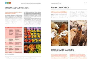 La Biodiversidad en Cifras
32 33
Sexto Informe Nacional Sobre Diversidad Biológica
En el Perú se reconocen 5 especies de fauna
nativas con razas o ecotipos propios del Perú.
Llama (Lama glama): dos razas: chaku y q'ara.
Alpaca (Lama pacos): dos razas: huacaya y suri.
Cuy (Cavia porcellus): cinco ecotipos nativos: Ca-
Se estima que en el Perú tenemos 182 especies
de plantas nativas cultivadas8.
En la actualidad, contamos con 27 bancos de germo-
plasma (en universidades y otras instituciones pú-
blicas y privadas), donde el Instituto Nacional de In-
novación Agraria (INIA) cuenta con 15 102 accesiones
(especímenes distintos), distribuidos en bancos de
germoplasma de 252 especies vegetales, y el Centro
Internacional de la Papa (CIP) resguarda 7036 acce-
siones de papa y 3328 de camote.
Los cultivos más estudiados son:
Otras especies estudiadas son: kiwicha (Amaran-
thus caudatus), tarwi (Lupinus mutabilis), sacha in-
chi (Plukenetia volubilis), yuca (Manihot esculenta),
camu camu (Myrciaria dubia), castaña (Bertholle-
tia excelsa), cedro (Cedrela odorata) y shihuahuaco
(Dipterix micrantha).
Asimismo se ha identificado variedades promisorias
de especies vegetales, como: achiote (Bixa Orella-
na), arracacha (Arracacia xanthorrhiza), camu camu
(Myrciaria dubia), chirimoyo (Annona cherimola),
maní (Arachis hypodaea), mashua (Tropaeolum tu-
berosum), tarwi (Lupinus mutabilis), tuna (Opuntia
ficus-indica), yacón (Smallanthus sonchifolius), pi-
ñón blanco (Jatropha curcas), entre otras.
jamarca, Arequipa, Cusco, Puno y Amazonas y tres
razas mejoradas: Perú, andina e inti (INIA).
Pato criollo (Cairina moschata): cuatro ecotipos.
Cochinilla (Dactylopius coccus): especie con ma-
nejo asociado al cultivo de la tuna (Opuntia fi-
cus-indica).
Aún no se cuenta con estudios sobre la diver-
sidad de organismos marinos promisorios. El
Banco de Germoplasma de Organismos Acuá-
ticos de Imarpe posee una colección que va en
aumento y que puede sentar la base de futuras
investigaciones. En el 2013, dicha colección
contaba con 70 cultivos de microalgas, 22 de
bacterias y 15 de zooplancton, mientras que
para el 2016 los registros fueron de 114 cepas de
microalgas, 24 de bacterias y 27 de zooplancton.
8	 Brack, 2003.
9	 Actualizado según Línea de Base de Diversidad de la papa peruana con fines de bioseguridad. MINAM, 2019 (en prensa).
VEGETALES CULTIVADOS FAUNA DOMÉSTICA
ORGANISMOS MARINOS
Cultivo Diversidad genética Especie domesticada
Papa
Tomate
Ají
Rocoto
Algodón
Maíz
Quinua
· 7 especies
domesticadas
· 4 subespecies
domesticadas
· 98 especies
silvestres
· mas de 4 000
variedades9
· 1 especie
domesticada
· 13 especies
silvestres
· 4 especies
domesticadas
· 1 especie
domesticada
· 1 especies
domesticadas
· 52 razas
· 24 razas
Solanum ajanhuiri,
S. curtilobum,
S. juzpeczukii,
S. tuberosum subsp.
andigena,
S. tuberosum subsp.
tuberosum,
S. chaucha, S. phureja,
S. stenotomum subsp.
stenotomum, y
S. stenotomum subsp.
goniocalyx.
Solanum
lycopersicum
Capsicum annuum,
C. baccatum,
C. chinense, y
C. frutescens
Capsicum pubescens
Gossypium
barbadense
Zea mays
Chenopodium quinoa
Tabla 3. Cultivos más estudiados.
Foto:
José
Álvarez
Diversidad de ají.
Foto:
Federico
Romero
Guiulfo
Foto:
Federico
Romero
Guiulfo
Cuy (Cavia porcellus). Alpaca (Lama pacos).
 