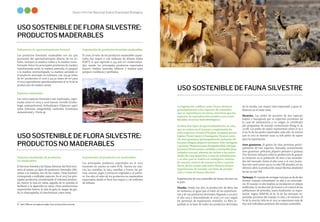 La Biodiversidad en Cifras
40 41
Sexto Informe Nacional Sobre Diversidad Biológica
USO SOSTENIBLE DE FLORA SILVESTRE:
PRODUCTOS MADERABLES
Volúmenes de aprovechamiento forestal
Los productos forestales maderables son los que
provienen del aprovechamiento directo de los ár-
boles, incluyen la madera rolliza y la madera trans-
formada. Entre los principales productos de madera
transformada están la madera aserrada, el parquet
y la madera contrachapada. La madera aserrada es
el producto principal en volumen, con 319,39 miles
de m3 producidos el 2016 y 431,57 miles de m3 para
el 2017,equivalentes aproximadamente al 75 % de la
producción de madera anual.
Especies explotadas
Las cinco especies forestales más explotadas, regis-
tradas entre el 2009 y 2016 fueron: tornillo (Cedre-
linga catenaeformis), shihuahuaco (Dipteryx spp.),
ceiba (Chorisia integrifolia), cachimbo (Cariniana
domesticata) y Virola sp.
Exportación de productos forestales maderables
El 2016, el valor de los productos maderables expor-
tados fue mayor a 206 millones de dólares (Valor
FOB17), lo que equivale a 194 mil m3 comercializa-
dos, siendo los principales productos exportados
fueron: madera aserrada, tableros y madera para
parquet, molduras y perfiladas.
USO SOSTENIBLE DE FLORA SILVESTRE:
PRODUCTOS NO MADERABLES
Volumen producido de productos
no maderables
El Servicio Forestal y de Fauna Silvestre del Perú reco-
noce al menos 53 tipos de productos forestales dife-
rentes a la madera, uno de los cuales, “otras hierbas”,
corresponde a múltiples especies. En el 2017, los prin-
cipales productos, considerando el volumen produci-
do, fueron la tara en vaina, seguida de la castaña, el
barbasco y la algarroba en vaina. Otras producciones
importantes fueron: la uña de gato, la sangre de gra-
do, la chancapiedra, el chuchuhuasi, entre otras.
Exportación de productos no maderables
Los principales productos exportados en el 2017,
teniendo en cuenta su valor FOB, fueron las nue-
ces, las castañas, la tara, semillas y frutos, las go-
mas, resinas, jugos y extractos vegetales y el palmi-
to. Ese año, el valor de los productos no maderables
exportados desde el Perú fue mayor a 118 millones
de dólares.
17	 Valor FOB: por sus siglas en inglés, Free on board (Libre a bordo).
USO SOSTENIBLE DE FAUNA SILVESTRE
La legislación califica como fauna silvestre
principalmente a las especies de animales
que se reproducen en tierra, mientras que las
especies de reproducción acuática son consi-
deradas recursos hidrobiológicos.
Existen dos tipos de aprovechamiento: in situ,
que se centra en el manejo y explotación de
ocho especies: vicuña (Vicugna vicugna), pecarí
(sajino Pecari tajacu y huangana Tayassu peca-
ri), aves guaneras (principalmente pelícano Pe-
lecanus thagus, piquero peruano Sula variegata
y guanay Phalacrocorax bougainvillii), tortuga
taricaya (Podocnemis unifilis) y cochinilla (Dac-
tylopius coccus), además de incluir a las activi-
dades de caza deportiva y caza de subsistencia;
y ex situ, que se realiza en zoológicos, centros
de rescate, centros de conservación y zoocria-
deros, de los cuales solo estos últimos tienen
experiencias de manejo con fines de produc-
ción y venta de fauna silvestre.
Experiencias de uso sostenible de fauna silvestre en
el país:
Vicuña. Desde ese año, la producción de fibra fue
en aumento, al igual que el valor de las exportacio-
nes y de sus productos derivados, llegando a un pico
el año 2015 y descendiendo el 2016 y el 2017, según
los permisos de exportación emitidos. La fibra es-
quilada es la base de todos los productos derivados
de la vicuña, con mayor valor exportado y gran in-
fluencia en el valor total.
Pecaríes. Las pieles de pecaríes de dos especies
(sajino y huangana) que se exportan provienen de
la caza de subsistencia y su origen es certificado
por programas de manejo comunitario (Fang et al,
2008). Las pieles de sajino representan entre el 79 y
el 95 % de las pieles exportadas cada año. Se estima
que el 2017 se destinó unas 25 678 pieles de sajino
para la exportación.
Aves guaneras. El guano de islas proviene princi-
palmente de tres especies, llamadas comúnmente
aves guaneras: pelícano, piquero peruano y guanay.
Dos factores influyen sobre la producción de guano:
la variación en la población de aves y las necesida-
des del mercado. Entre el año 2000 y el 2017, la pro-
ducción varió entre 2523 y 27 069 TM anuales; en los
últimos años la producción anual fluctúa alrededor
de las 20 mil TM.
Taricaya.El manejo de tortugas taricaya se da de dos
formas: manejo comunitario in situ y en zoocriade-
ros. El manejo in situ implica su incubación en playas
artificiales,la recolección de huevos y el control de las
poblaciones de juveniles, hasta finalmente su expor-
tación. Según SERFOR, el 82 % de las taricayas ex-
portadas proviene del manejo in situ, y el restante 18
% de la zoocría. Solo en el 2017 se exportaron más de
800 mil individuos producto del manejo sostenible.
Foto:
José
Álvarez
Madera redonda e irapay
Fotos:
Christian
Quispe
Vicuñas (Vicugna vicugna), Junín.
 