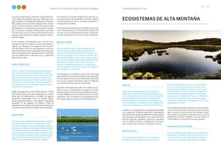 La Biodiversidad en Cifras
16 17
Sexto Informe Nacional Sobre Diversidad Biológica
JALCA
Mantiene una geografía física y florística
típica de las alturas del norte peruano. Es un
ecosistema andino transicional, endémico del
país. Se distribuye al sur de la depresión de
Huancabamba, y al oeste del río Marañón, so-
bre la cordillera Occidental, en las regiones de
Amazonas, Cajamarca, La Libertad y Huánuco.
Cumple un rol importante en la regulación hidrológi-
ca; a manera de “embudos colectores”, constituyen la
principal reserva de agua de diferentes ríos principales.
Las amenazas más resaltantes son: desarrollo de la
frontera agrícola y ganadera, quema de pajonales,
uso de especies exóticas en programas de foresta-
ción, creación de carreteras y extracción minera.
BOFEDALES
Son humedales andinos con vegetación
herbácea de tipo hidrófila que se distri-
marina (Lontra felina), cormorán chuita (Phalacro-
corax gaimardi), pelícano peruano (Pelecanus tha-
gus), pingüino de Humboldt (Spheniscus humbol-
dti), piquero peruano (Sula variegata), lobo marino
chusco (Otaria byronia), zarcillo (Larosterna inca),
golondrina de la tempestad (Oceanodroma hornb-
yi) y potoyunco peruano (Pelecanoides garnotii).
Las islas del norte son áreas de alimentación de la
tortuga verde (Chelonia mydas), también conside-
rada en peligro.
Se ha realizado investigación para conocer la di-
versidad actual de especies de aves, mamíferos y
reptiles que albergan y los impactos de la explota-
ción del guano sobre las aves guaneras. Asimismo,
Agrorural realiza censos mensuales de las aves gua-
neras más importantes: guanay, piquero y pelícano,
que ha evidenciado un descenso en su población
estos últimos años.
MAR TROPICAL
El mar tropical del Pacífico está influenciado
por la corriente ecuatorial (de aguas cálidas)
que se encuentra con la corriente peruana (de
aguas frías) frente a las costas de Piura. Este
encuentro de corrientes determina una zona
de transición en esta área, cuyas característi-
cas pueden variar en el tiempo según la predo-
minancia de una u otra.
Según investigaciones, entre El Ñuro (Piura) y Punta
Sal (Tumbes) está el área más importante de nuestro
litoral por su biodiversidad y ser hábitat de especies
seriamente amenazadas: mero ojo chiquito (Epine-
phelus quinquefasciatus) y ostra gigante (Spondylus
limbatus). En las regiones de Tumbes y Piura se
desembarcan al menos el 36 % de recursos marinos de
consumo humano directo extraídos del mar peruano.
MAR FRÍO
Este mar provee hábitats para muchas especies
marinas y del litoral. La zona pelágica consti-
tuye un ecosistema con una gran abundancia
de plancton y fauna.Asimismo, el afloramiento
y la materia orgánica arrojada al mar por aves
guaneras y lobos marinos abona de nutrientes
que favorecen el plancton. Esta riqueza y abun-
dancia favorece a la economía del país, sobre
todo por la anchoveta (Engraulis ringens).
Un sistema de corrientes moldea este mar frío: co-
rriente peruana o de Humboldt, corriente oceánica,
contracorriente del Perú y corriente submarina o
subsuperficial del Perú.
Su principal amenaza está en la sobrepesca,así como
en la contaminación y el calentamiento global. Solo
un dato: el 79,5 % de la basura marina costera pro-
viene de fuentes terrestres, esto es, del ser humano.
MANGLARES
Son humedales sobre desembocaduras de
ríos en zonas intermareales de aguas salo-
bres y dominados por árboles de mangle. En
el Perú, se ubican en los estuarios de los ríos
Zarumilla, Tumbes, Chira y Piura: en un área
de 6943,31 ha (data actualizada según el Mapa
Nacional de Ecosistemas, 2018). Estos son
fuente de ingresos económicos importante
para la zona, por la concha negra, el cangrejo
del manglar y el turismo.
Los Manglares de Tumbes es uno de los sitios más
importantes de la costa del Pacífico americano para
las aves playeras (con 85 000 ejemplares estimados
en el 2014) y porque mantienen especies vegetales
y animales exclusivas de este ecosistema.
Recientes investigaciones sobre este medio han gi-
rado en torno a la diversidad y ecología de inverte-
brados acuáticos, la dinámica anual del ecosistema y
la vulnerabilidad frente al cambio climático y su uso
económico. Este ecosistema es relativamente esta-
ble, aunque algunos recursos son sobrexplotados.
buyen en las jalcas y punas, principalmen-
te en la sierra central y sur del país. Son
ecosistemas frágiles y pertenecen a zonas
de protección y conservación ecológica. Se
distribuyen principalmente en los depar-
tamentos de Cajamarca, Piura, La Libertad,
Áncash, Lima, Junín, Pasco, Huancavelica,
Ayacucho, Apurímac, Arequipa, Cusco, Puno,
Moquegua y Tacna.
Son importantes porque regulan los recursos hídri-
cos y el clima; además, funcionan como reserva de
agua y fuente de alimentación de animales silves-
tres (vicuñas y guanacos, especialmente) y zona de
nidificación de aves. También, son una fuente de
combustible, así como de forraje para ganado.
PAJONALES DE PUNA
Son ecosistemas altoandinos dominados por
herbáceas y situados entre 3800-4500 m s. n.
m. Se dividen en dos tipos: pajonal de puna
seca (al sur: Ayacucho, Apurímac, Arequipa,
ECOSISTEMAS DE ALTA MONTAÑA
Foto:
Will
Espinoza
Bofedales de Conococha, Recuay (Áncash).
Foto:
Cesar
Panta
Manglares de San Pedro de Vice, Sechura (Piura)
sitio Ramsar.
 