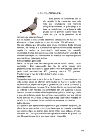 145
LA PALOMA MENSAJERA
Esta paloma se caracteriza por su
alto sentido de la orientación, una vista
más que privilegiada, una memoria
topográfica excelente, un gran apego a su
lugar de nacimiento y una voluntad a toda
prueba que le permite superar todos los
obstáculos que se le presentan en el
regreso a su palomar (hogar).
En su regreso a casa puede desarrollar velocidades de más de 100
kilómetros por hora y volar en un solo día hasta 1.000 kilómetros.
Ha sido utilizada por el hombre para enviar mensajes desde tiempos
remotos, ha servido a la humanidad en épocas de desastres naturales
donde los medios de comunicación tradicionales han quedado
inutilizados. En las dos grandes guerras mundiales fueron utilizadas de
manera masiva por uno u otro bando, en nuestros días algunos ejércitos
aún mantienen palomares activos.
Características generales
Dentro de las palomas, las mensajeras son de tamaño medio, cuerpo
compacto y bien balanceado. Las hay de varios colores pero
predominan los tonos grises, pesan entre 400 y 600 gramos siendo el
peso ideal para hembras 450 gramos y machos 500 gramos.
Pueden llegar a vivir del orden de los 15 años o más.
Reproducción
Se pueden reproducir a partir de los 4 a 6 meses. Forman pareja de por
vida, ambos sexos se alternan para incubar los huevos y cuidar a los
recién nacidos, la postura es por lo general de dos huevos por nidada y
la incubación demora cerca de 18 y 19 días. Dentro los primeros 5 días
de vida los recién nacidos son alimentados con una sustancia lechosa
que sus padres forman en el buche (leche de paloma) para luego pasar
a una alimentación sólida, los pichones son asistidos por sus padres
hasta cerca de los 30 días. Cada pareja puede sacar varias nidadas en
un año, todo dependerá de las condiciones en que se encuentren.
Alimentación
Las palomas son esencialmente granívoras (se alimentan de granos), la
alimentación que se les proporciona tiene que ser variada, mezclada
con distintos tipos de granos tales como: maíz, trigo, cebada, arvejas,
maravilla etc. Cada paloma consume aproximadamente 35 gramos por
día. El agua siempre tiene que estar fresca y disponible.
 