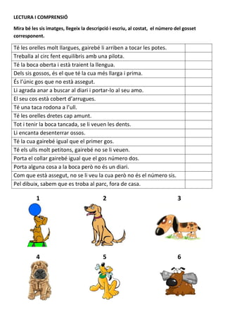 LECTURA I COMPRENSIÓ

Mira bé les sis imatges, llegeix la descripció i escriu, al costat, el número del gosset
corresponent.

Té les orelles molt llargues, gairebé li arriben a tocar les potes.
Treballa al circ fent equilibris amb una pilota.
Té la boca oberta i està traient la llengua.
Dels sis gossos, és el que té la cua més llarga i prima.
És l’únic gos que no està assegut.
Li agrada anar a buscar al diari i portar-lo al seu amo.
El seu cos està cobert d’arrugues.
Té una taca rodona a l’ull.
Té les orelles dretes cap amunt.
Tot i tenir la boca tancada, se li veuen les dents.
Li encanta desenterrar ossos.
Té la cua gairebé igual que el primer gos.
Té els ulls molt petitons, gairebé no se li veuen.
Porta el collar gairebé igual que el gos número dos.
Porta alguna cosa a la boca però no és un diari.
Com que està assegut, no se li veu la cua però no és el número sis.
Pel dibuix, sabem que es troba al parc, fora de casa.

          1                                2                                   3




          4                                5                                   6
 