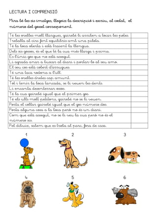 LECTURA I COMPRENSIÓ

Mira bé les sis imatges, llegeix la descripció i escriu, al costat, el
número del gosset corresponent.

Té les orelles molt llargues, gairebé li arriben a tocar les potes.
Treballa al circ fent equilibris amb una pilota.
Té la boca oberta i està traient la llengua.
Dels sis gossos, és el que té la cua més llarga i prima.
És l’únic gos que no està assegut.
Li agrada anar a buscar al diari i portar-lo al seu amo.
El seu cos està cobert d’arrugues.
Té una taca rodona a l’ull.
Té les orelles dretes cap amunt.
Tot i tenir la boca tancada, se li veuen les dents.
Li encanta desenterrar ossos.
Té la cua gairebé igual que el primer gos.
Té els ulls molt petitons, gairebé no se li veuen.
Porta el collar gairebé igual que el gos número dos.
Porta alguna cosa a la boca però no és un diari.
Com que està assegut, no se li veu la cua però no és el
número sis.
Pel dibuix, sabem que es troba al parc, fora de casa.

         1                           2                           3




         4                           5                           6
 