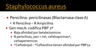  Penicilina: penicilinasas (Blactamasa claseA)
 R Penicilina – R Ampicilina
 Gen mecA: codifica PBP 2ª
 Baja afinidad por betalactamicos
 R penicilinas, pen + inh, cefalosporinas*,
carbapenemicos
 *Ceftobripol - *Ceftarolina tienen afinidad por PBP2a
 