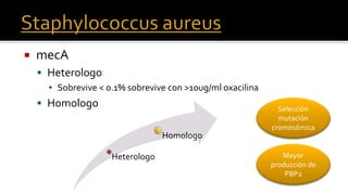  mecA
 Heterologo
▪ Sobrevive < 0.1% sobrevive con >10ug/ml oxacilina
 Homologo
Heterologo
Homologo
Selección
mutación
cromosómica
Mayor
producción de
PBP2
 
