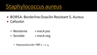  BORSA: Borderline Oxacilin Resistant S. Aureus
 Cefoxitin
 Resistente = mecA pos
 Sensible = mecA neg
▪ Hiperproducción PBP 1 – 2 -4
 