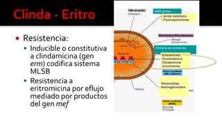  Resistencia:
 Inducible o constitutiva
a clindamicina (gen
erm) codifica sistema
MLSB
 Resistencia a
eritromicina por eflujo
mediado por productos
del gen mef
 