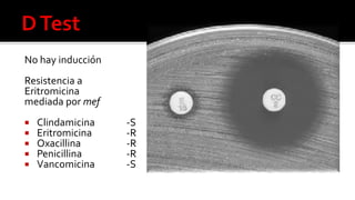 No hay inducción
Resistencia a
Eritromicina
mediada por mef
 Clindamicina -S
 Eritromicina -R
 Oxacillina -R
 Penicillina -R
 Vancomicina -S
 