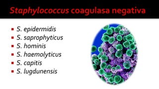  S. epidermidis
 S. saprophyticus
 S. hominis
 S. haemolyticus
 S. capitis
 S. lugdunensis
 