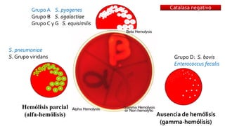 Catalasa negativo
Hemólisis parcial
(alfa-hemólisis)
Hemólisis total
(beta-hemólisis)
Ausencia de hemólisis
(gamma-hemólisis)
S. pneumoniae
S. Grupo viridans
Grupo A S. pyogenes
Grupo B S. agalactiae
Grupo C y G S. equisimilis
Grupo D: S. bovis
Enterococcus fecalis
 