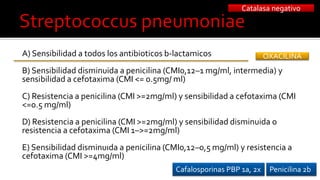 A) Sensibilidad a todos los antibioticos b-lactamicos
B) Sensibilidad disminuida a penicilina (CMI0,12–1 mg/ml, intermedia) y
sensibilidad a cefotaxima (CMI <= 0.5mg/ ml)
C) Resistencia a penicilina (CMI >=2mg/ml) y sensibilidad a cefotaxima (CMI
<=0.5 mg/ml)
D) Resistencia a penicilina (CMI >=2mg/ml) y sensibilidad disminuida o
resistencia a cefotaxima (CMI 1–>=2mg/ml)
E) Sensibilidad disminuıda a penicilina (CMI0,12–0,5 mg/ml) y resistencia a
cefotaxima (CMI >=4mg/ml)
OXACILINA
Penicilina 2bCafalosporinas PBP 1a, 2x
Catalasa negativo
 