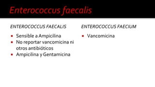 ENTEROCOCCUS FAECALIS
 Sensible a Ampicilina
 No reportar vancomicina ni
otros antibióticos
 Ampicilina y Gentamicina
ENTEROCOCCUS FAECIUM
 Vancomicina
 