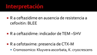  R a ceftazidime en ausencia de resistencia a
cefoxitin: BLEE
 R a ceftazidime: indicador deTEM –SHV
 R a cefotaxime: presencia de CTX-M
 Cromosomico: Kluyvera ascorbata, K. cryocrescens
 