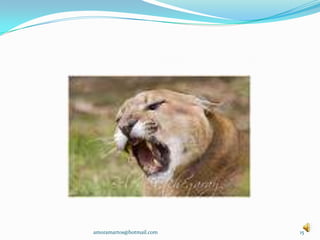 15amoramartos@hotmail.com