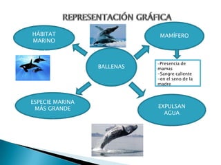 HÁBITAT                      MAMÍFERO
MARINO



                            -Presencia de
                 BALLENAS   mamas
                            -Sangre caliente
                            -en el seno de la
                            madre



ESPECIE MARINA
 MÁS GRANDE                 EXPULSAN
                              AGUA
 
