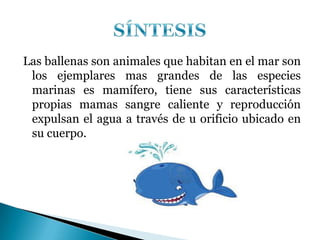 Las ballenas son animales que habitan en el mar son
 los ejemplares mas grandes de las especies
 marinas es mamífero, tiene sus características
 propias mamas sangre caliente y reproducción
 expulsan el agua a través de u orificio ubicado en
 su cuerpo.
 