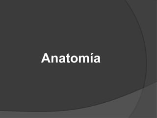 Anatomía
 