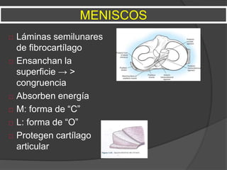  Láminas semilunares
de fibrocartílago
 Ensanchan la
superficie → >
congruencia
 Absorben energía
 M: forma de “C”
 L: forma de “O”
 Protegen cartílago
articular
MENISCOS
 