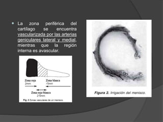 La zona periférica del
cartílago se encuentra
vascularizada por las arterias
geniculares lateral y medial,
mientras que la región
interna es avascular.
 