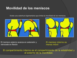 Movilidad de los meniscos
El menisco externo avanza en extensión y
retrocede en flexión
El menisco interno es
menos móvil
Existe una cobertura ligamentaria que limita la movilidad de los meniscos.
El compartimiento interno es el compartimiento de la estabilidad y
el externo de la movilidad.
 