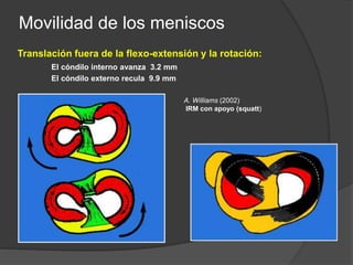 A. Williams (2002)
IRM con apoyo (squatt)
Translación fuera de la flexo-extensión y la rotación:
El cóndilo interno avanza 3.2 mm
El cóndilo externo recula 9.9 mm
Movilidad de los meniscos
 