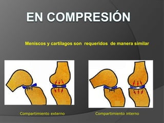 Meniscos y cartílagos son requeridos de manera similar
Compartimiento externo Compartimiento interno
 