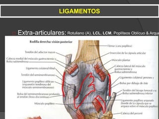  Extra-articulares:
LIGAMENTOS
Rotuliano (A), LCL, LCM, Poplíteos Oblícuo & Arque
 