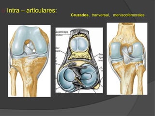  Intra – articulares:
Cruzados, tranversal, meniscofemorales
 