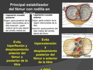 mediallateral
Evita
hiperextensión
y
desplazamiento
posterior del
fémur o anterior
de la tibia
Evita
hiperflexión y
desplazamiento
anterior del
fémur o
posterior de la
tibia
Principal estabilizador
del fémur con rodilla en
flexión
 
