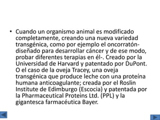 • Cuando un organismo animal es modificado
completamente, creando una nueva variedad
transgénica, como por ejemplo el oncorratón-
diseñado para desarrollar cáncer y de ese modo,
probar diferentes terapias en él-. Creado por la
Universidad de Harvard y patentado por DuPont.
O el caso de la oveja Tracey, una oveja
transgénica que produce leche con una proteína
humana anticoagulante; creada por el Roslin
Institute de Edimburgo (Escocia) y patentada por
la Pharmaceutical Proteins Ltd. (PPL) y la
gigantesca farmacéutica Bayer.
 
