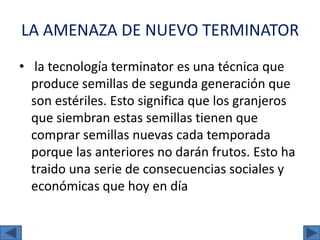 LA AMENAZA DE NUEVO TERMINATOR
• la tecnología terminator es una técnica que
produce semillas de segunda generación que
son estériles. Esto significa que los granjeros
que siembran estas semillas tienen que
comprar semillas nuevas cada temporada
porque las anteriores no darán frutos. Esto ha
traido una serie de consecuencias sociales y
económicas que hoy en día
 