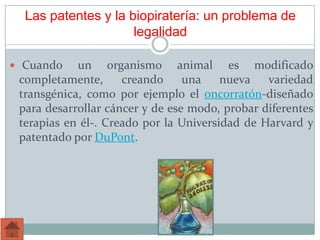 Las patentes y la biopiratería: un problema de
legalidad
 Cuando un organismo animal es modificado
completamente, creando una nueva variedad
transgénica, como por ejemplo el oncorratón-diseñado
para desarrollar cáncer y de ese modo, probar diferentes
terapias en él-. Creado por la Universidad de Harvard y
patentado por DuPont.
 