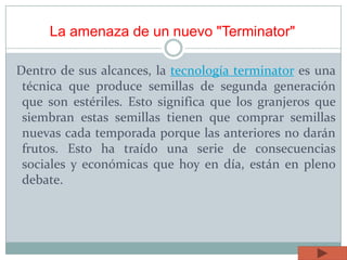 La amenaza de un nuevo "Terminator"
Dentro de sus alcances, la tecnología terminator es una
técnica que produce semillas de segunda generación
que son estériles. Esto significa que los granjeros que
siembran estas semillas tienen que comprar semillas
nuevas cada temporada porque las anteriores no darán
frutos. Esto ha traído una serie de consecuencias
sociales y económicas que hoy en día, están en pleno
debate.
 