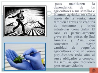 pues mantienen la
dependencia de los
agricultores a sus semillas e
insumos agrícolas no sólo a
través de la venta, sino
también a través de créditos
de consumo y otras
estrategias comerciales. El
caso es particularmente
grave en los países de Sud
América y Asia, que
concentra la mayor
cantidad de pequeños
agricultores que se verán
perjudicados cada año al
verse obligados a comprar
las semillas que requieren
para sus actividades.
 