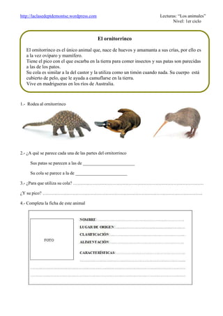 http://laclasedeptdemontse.wordpress.com Lecturas: “Los animales”
Nivel: 1er ciclo
1.- Rodea al ornitorrinco
2.- ¿A qué se parece cada una de las partes del ornitorrinco
Sus patas se parecen a las de _______________________
Su cola se parece a la de _______________________
3.- ¿Para que utiliza su cola? ……………………………………………………………………………
¿Y su pico? ……………………………………………………………………………………………..
4.- Completa la ficha de este animal
El ornitorrinco
El ornitorrinco es el único animal que, nace de huevos y amamanta a sus crías, por ello es
a la vez ovíparo y mamífero.
Tiene el pico con el que escarba en la tierra para comer insectos y sus patas son parecidas
a las de los patos.
Su cola es similar a la del castor y la utiliza como un timón cuando nada. Su cuerpo está
cubierto de pelo, que le ayuda a camuflarse en la tierra.
Vive en madrigueras en los ríos de Australia.
 