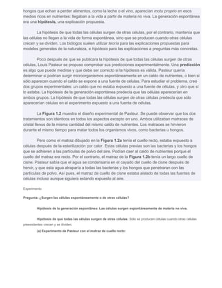 hongos que echan a perder alimentos, como la leche o el vino, aparecían motu proprio en esos 
medios ricos en nutrientes: llegaban a la vida a partir de materia no viva. La generación espontánea 
era una hipótesis, una explicación propuesta. 
La hipótesis de que todas las células surgen de otras células, por el contrario, mantenía que 
las células no llegan a la vida de forma espontánea, sino que se producen cuando otras células 
crecen y se dividen. Los biólogos suelen utilizar teoría para las explicaciones propuestas para 
modelos generales de la naturaleza, e hipótesis para las explicaciones a preguntas más concretas. 
Poco después de que se publicara la hipótesis de que todas las células surgen de otras 
células, Louis Pasteur se propuso comprobar sus predicciones experimentalmente. Una predicción 
es algo que puede medirse y que debe ser correcto si la hipótesis es válida. Pasteur quería 
determinar si podrían surgir microorganismos espontáneamente en un caldo de nutrientes, o bien si 
sólo aparecen cuando el caldo se expone a una fuente de células. Para estudiar el problema, creó 
dos grupos experimentales: un caldo que no estaba expuesto a una fuente de células, y otro que sí 
lo estaba. La hipótesis de la generación espontánea predecía que las células aparecerían en 
ambos grupos. La hipótesis de que todas las células surgen de otras células predecía que sólo 
aparecerían células en el experimento expuesto a una fuente de células. 
La Figura 1.2 muestra el diseño experimental de Pasteur. Se puede observar que los dos 
tratamientos son idénticos en todos los aspectos excepto en uno. Ambos utilizaban matraces de 
cristal llenos de la misma cantidad del mismo caldo de nutrientes. Los matraces se hirvieron 
durante el mismo tiempo para matar todos los organismos vivos, como bacterias u hongos. 
Pero como el matraz dibujado en la Figura 1.2a tenía el cuello recto, estaba expuesto a 
células después de la esterilización por calor. Estas células previas son las bacterias y los hongos 
que se adhieren a las partículas de polvo del aire. Podían caer al caldo de nutrientes porque el 
cuello del matraz era recto. Por el contrario, el matraz de la Figura 1.2b tenía un largo cuello de 
cisne. Pasteur sabía que el agua se condensaría en el cayado del cuello de cisne después de 
hervir, y que esta agua atraparía a todas las bacterias y los hongos que penetraran con las 
partículas de polvo. Así pues, el matraz de cuello de cisne estaba aislado de todas las fuentes de 
células incluso aunque siguiera estando expuesto al aire. 
Experimento 
Pregunta: ¿Surgen las células espontáneamente o de otras células? 
Hipótesis de la generación espontánea: Las células surgen espontáneamente de materia no viva. 
Hipótesis de que todas las células surgen de otras células: Sólo se producen células cuando otras células 
preexistentes crecen y se dividen. 
(a) Experimento de Pasteur con el matraz de cuello recto: 
 