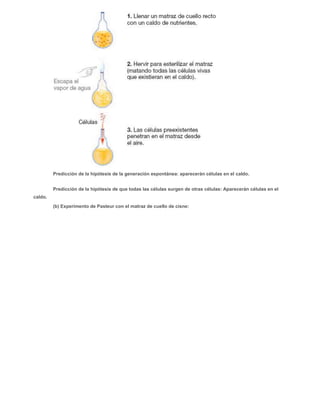 Predicción de la hipótesis de la generación espontánea: aparecerán células en el caldo. 
Predicción de la hipótesis de que todas las células surgen de otras células: Aparecerán células en el 
caldo. 
(b) Experimento de Pasteur con el matraz de cuello de cisne: 
 